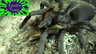 Tarantulas mating feeding and spinning webs [upl. by Gorlicki]