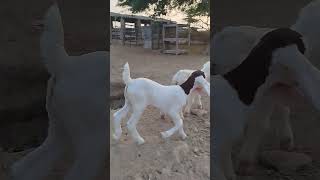 goat samaro sheepfarming samarian samarian animals collection [upl. by Ziagos195]