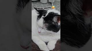 Mala suerte 😅 gatos gatogracioso cat gatosgrasiosos catlover [upl. by Deden]