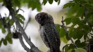 Mottled Wood Owl [upl. by Eniak]