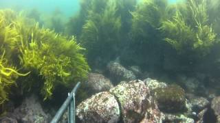 Spearfishing Kiama and Surrounds [upl. by Gereld692]