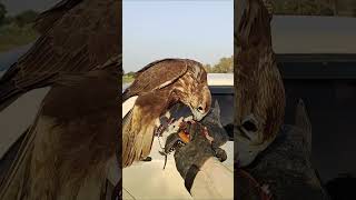 Female Laggar Falcon 2023 birds falconry vlog [upl. by Naivart]