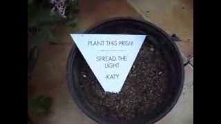 Katy Perry Prism Album Seed Plant Seeds Roar Spread The Light [upl. by Anen]