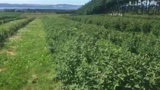 ARBUCKLE HONEYBERRY JAMES HUTTON TRIAL visit 4 July 2018 [upl. by Tigges]