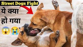 Robert Vs Pitbull  Pitbull Vs Dogo Argentino  Rottweiler Fighting  German Shepherd Fighting Video [upl. by Talley72]