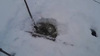 Beaver in a Baited 330 Conibear Trap Under Ice [upl. by Killy524]