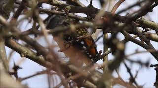 Spotted Pardalote call [upl. by Eelaroc178]