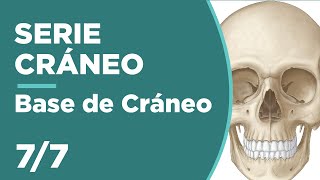 CRÁNEO 77 BASE DE CRÁNEO  Anatomía 💀😊 [upl. by Ailegnave]