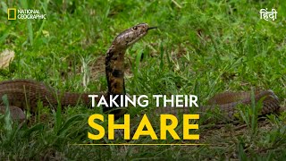 Taking Their Share  Africa’s Deadliest  हिन्दी  Full Episode  S5  E1  Nat Geo Wild [upl. by Ylrad831]