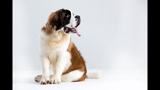 Saint Bernards Uncovered MustKnow Facts shorts dog doglover shortvideo [upl. by Allecram867]