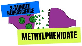 2Minute Neuroscience Methylphenidate [upl. by Aihsemaj]