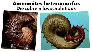 Scaphítidos ¡Cambia tu visión sobre los ammonites [upl. by Bald]