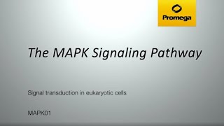 The MAPK Signaling Pathway [upl. by Weisbrodt493]