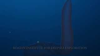 Rare pyrosome filmed at 400 feet Roatán Honduras [upl. by Ryan]