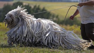 Komondor  Dreadlocked Guardians [upl. by Sebastiano]