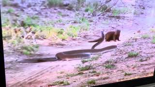 Mongoose vs cobra [upl. by Lambertson611]