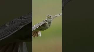 skylark wildlifephotoghraphy birds nature [upl. by Enala527]