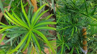 Beginners Guide to Podocarpus Plant  How to Care For Podocarpus  RM Garden [upl. by Akcira286]