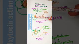 Oxytocin Function  Hormone  Pituitary [upl. by Wolsniw]