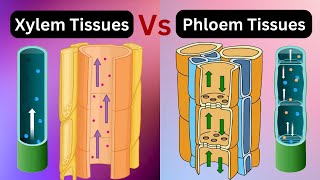 Transport of food and minerals in plants Class 8 ICSE Biology  Xylem Phloem  Tissues Class 9 [upl. by Mastic978]