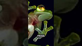 Glass frogfacts funfacts youtube youtubeshorts foryou fyp [upl. by Tanberg]