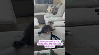 Fluffin fluff foryou cat catlover funny funnyshorts funnyvideo catvideos catshorts fyp [upl. by Eahsed]