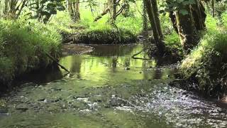 River Clyne Swansea [upl. by Stanwin]