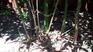 Bamboo Giant Timber Bamboo Oldhamii Bamboo Florida Cooking [upl. by Paucker]