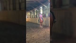 equestrian saddleseat saddlebred horse [upl. by Drusie]