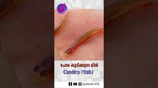 ചോര കുടിക്കുന്ന മീൻ  Candiru fish shorts shortsfeed [upl. by Oilalue]