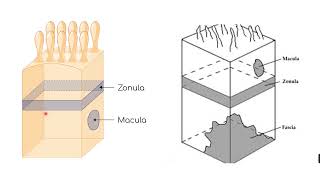 Epithelial polarity  Epithelial specializations [upl. by Ecirtaeb60]