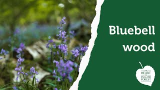 A virtual tour of our bluebell wood [upl. by Droffilc]