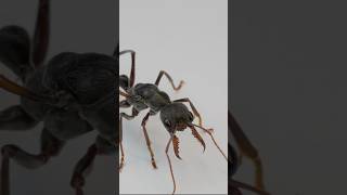 Dangerous Bull Ant Feeding Time ants antscolony antspecies insects trending dangerous wow [upl. by Jasmin]