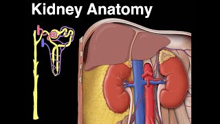 Kidney anatomy [upl. by Sethi535]