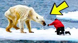 Polar Bear Waves At Fishing Ship When Crew Sees They Immediately Deploy Rescue Vessel [upl. by Zosema509]