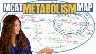 MCAT Biochemistry The 13 Metabolic Pathways Explained [upl. by Nogaem282]