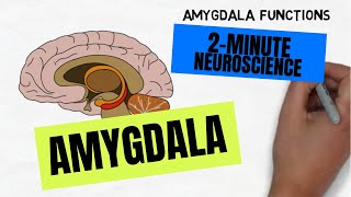 2Minute Neuroscience Amygdala [upl. by Dez107]