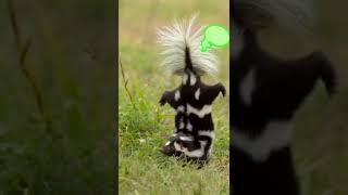 Spotted Skunk Perform Handstands [upl. by Meekyh166]