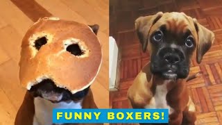 Cute and funny boxer dogs [upl. by Dragde]