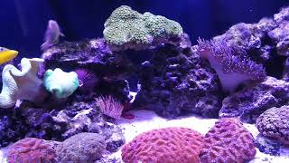 Wrasse only reef tank with 9 Wrasses how it works  part 1 [upl. by Porty]