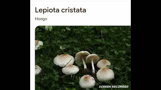 Lepiota cristata [upl. by Burget]