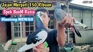 Jajan Merpati 350 Ribuan Spek BooM Rusia‼️ [upl. by Arihsay]