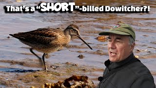 Shorebird Identification made EASYwell easier [upl. by Bywoods]