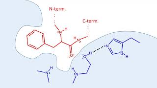 Chymotrypsin mechanism [upl. by Drofla139]