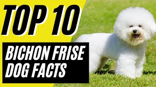 Bichon Frise  Pros and Cons of Owning a Bichon Frise  10 Things to Know [upl. by Akemet]