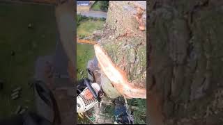 🌲The way of Cutting trees🪓 chainsaw safety outdoors shorts fypシ゚viral fyp tiktok trending [upl. by Pfaff]