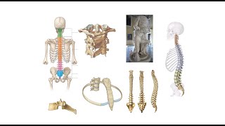 Columna vertebralis costalar ve sternum  1 Bölüm [upl. by Meg]