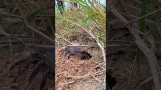 Survival Skills  Simple Idea With Crab survival outdoors skills [upl. by Cire]