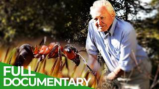 David Attenborough’s Ant Mountain  Free Documentary Nature [upl. by Nnylirak]