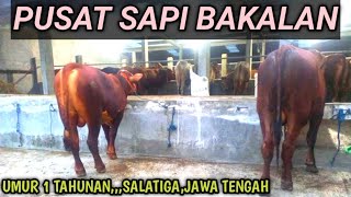 HARGA SAPI TERBARU  PUSAT sapi JAWA TENGAH [upl. by Elyk143]